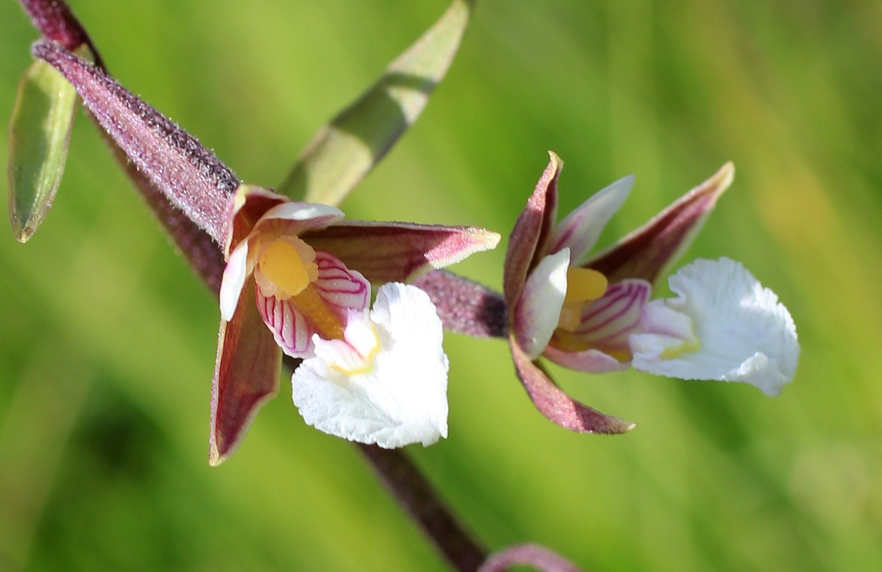 swamp gigantea orchid wild flower free photo