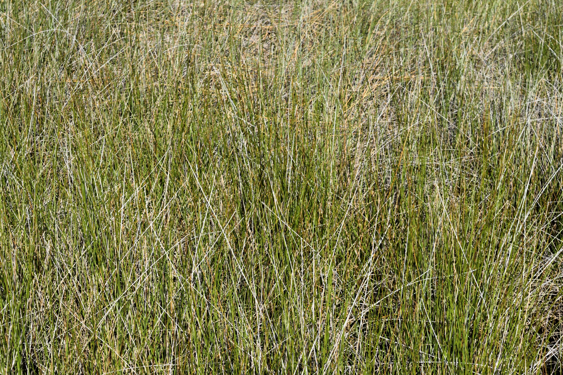 swamp grass grass marshland free photo