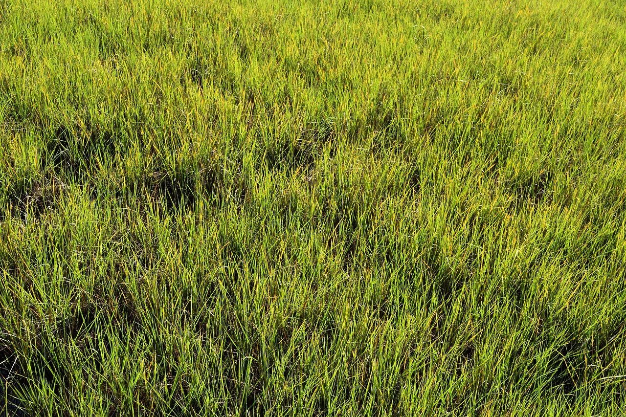 swamp grass wetland marsh free photo