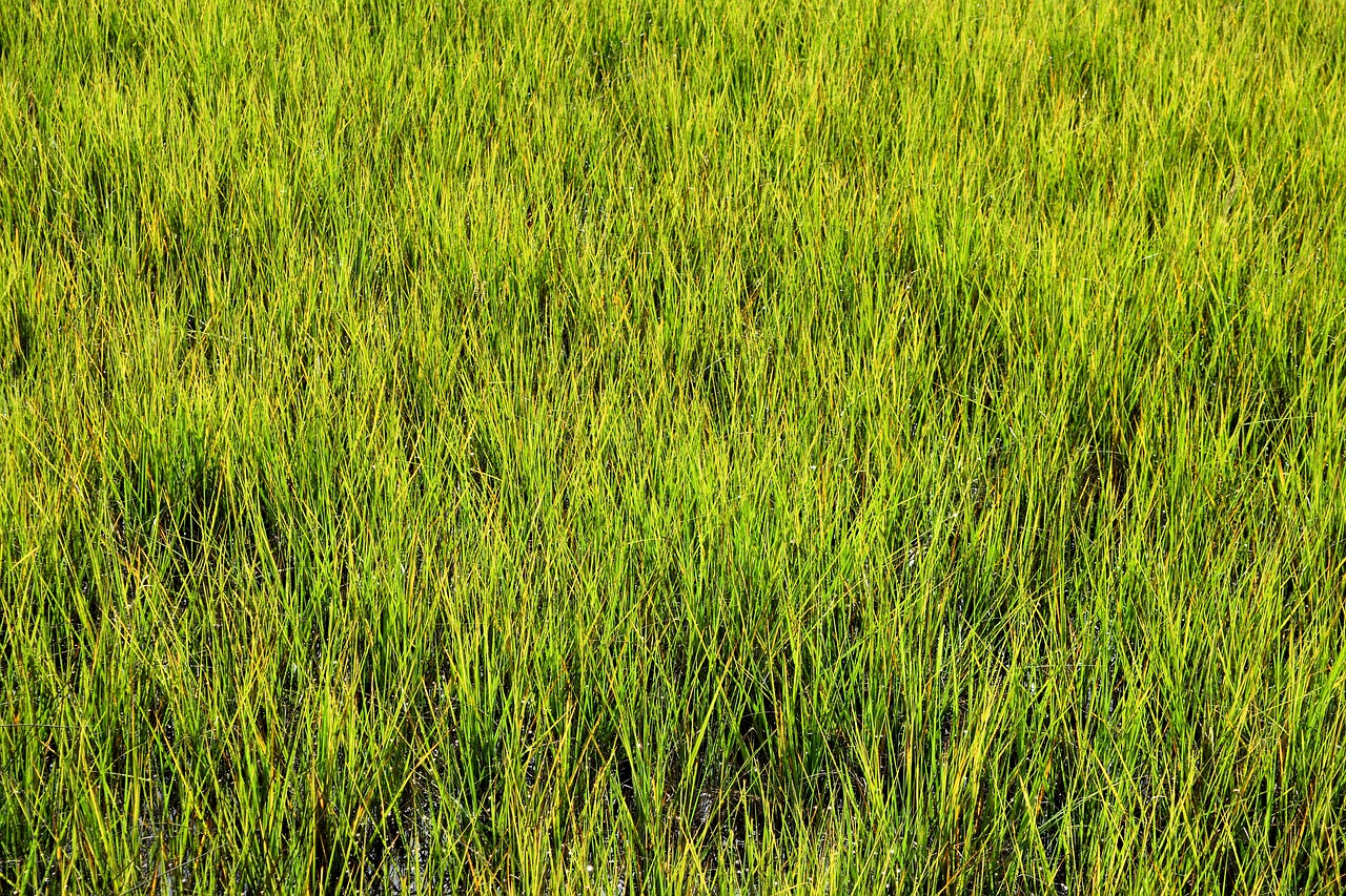 swamp grass wetland marshland free photo