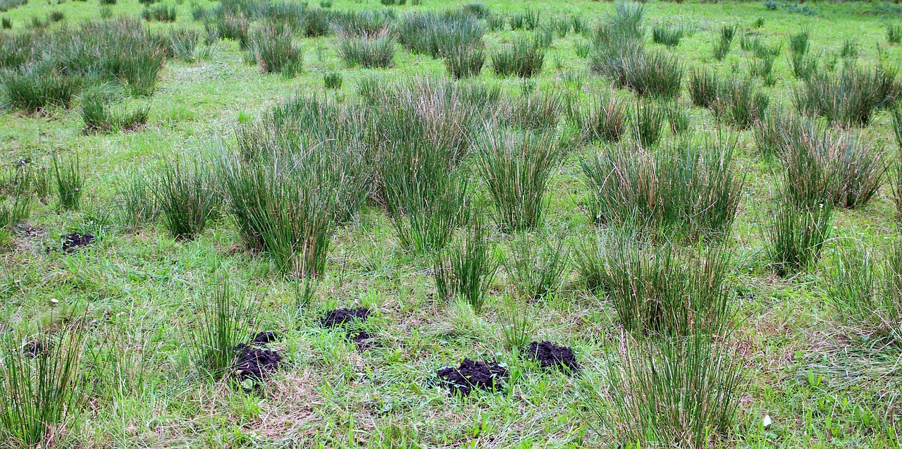 swamp grass plant grass free photo