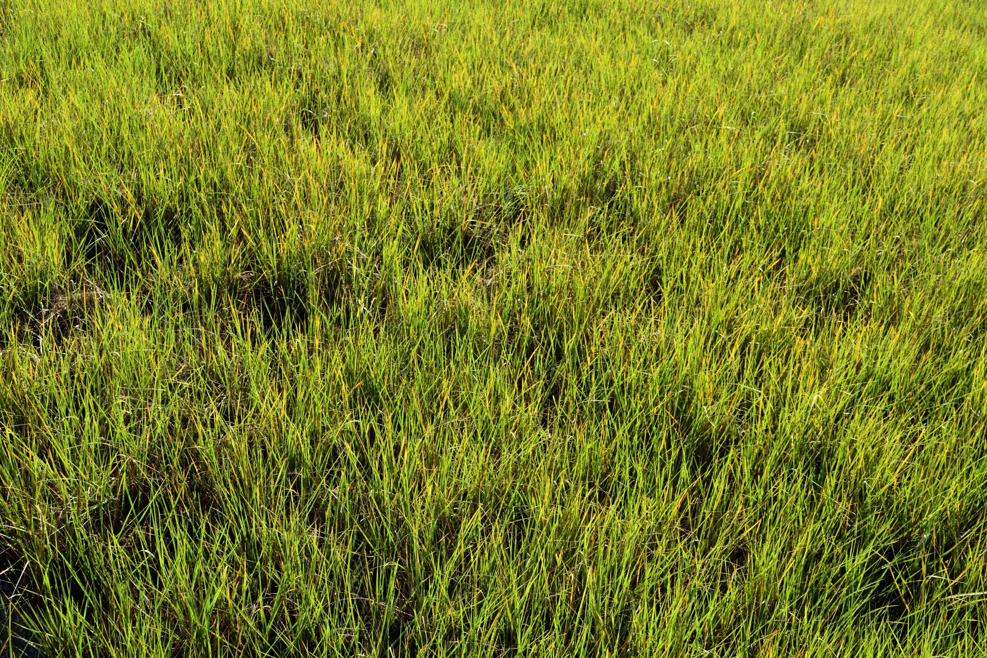 swamp grass grass marshland free photo