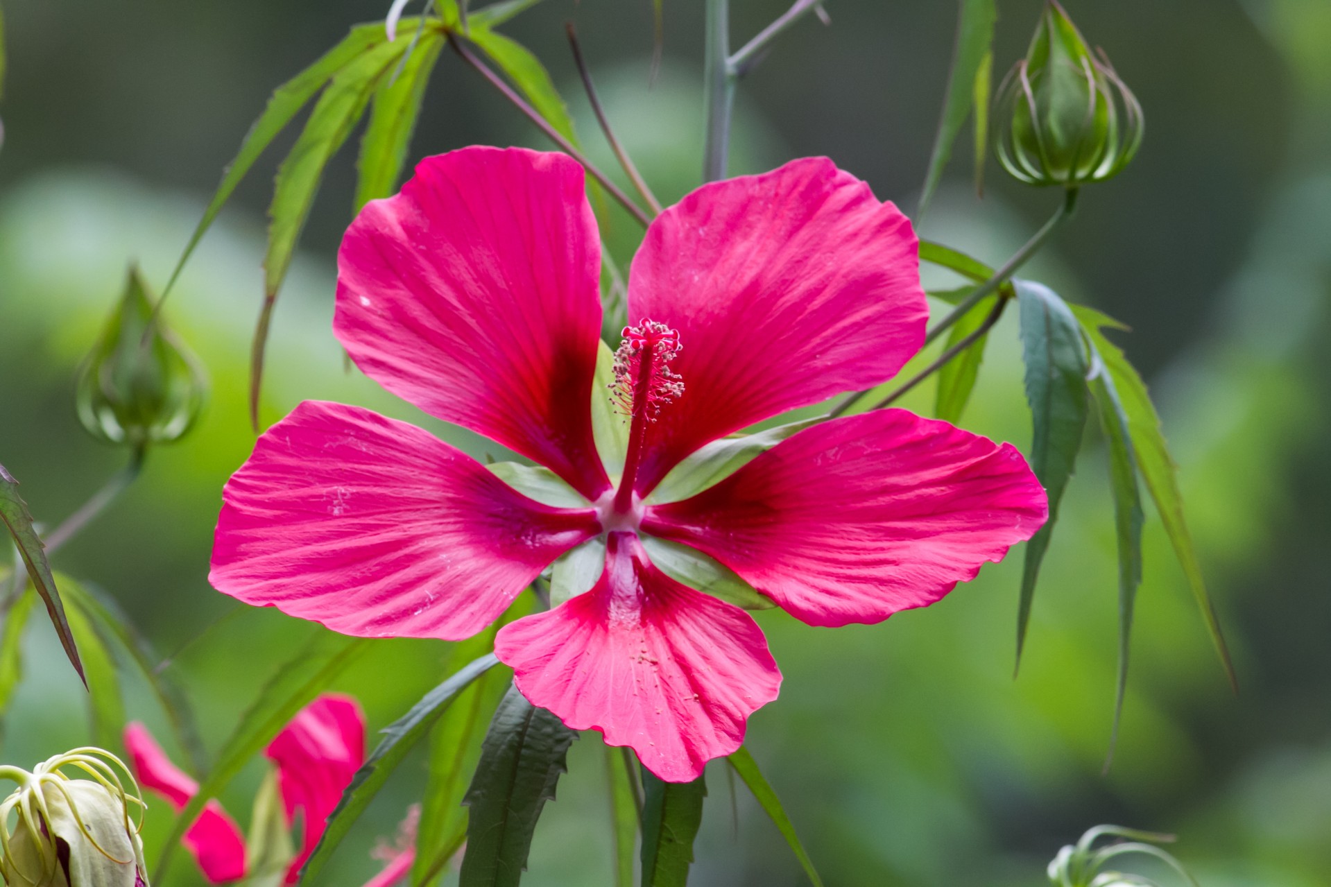 hibiscus flower red flower free photo