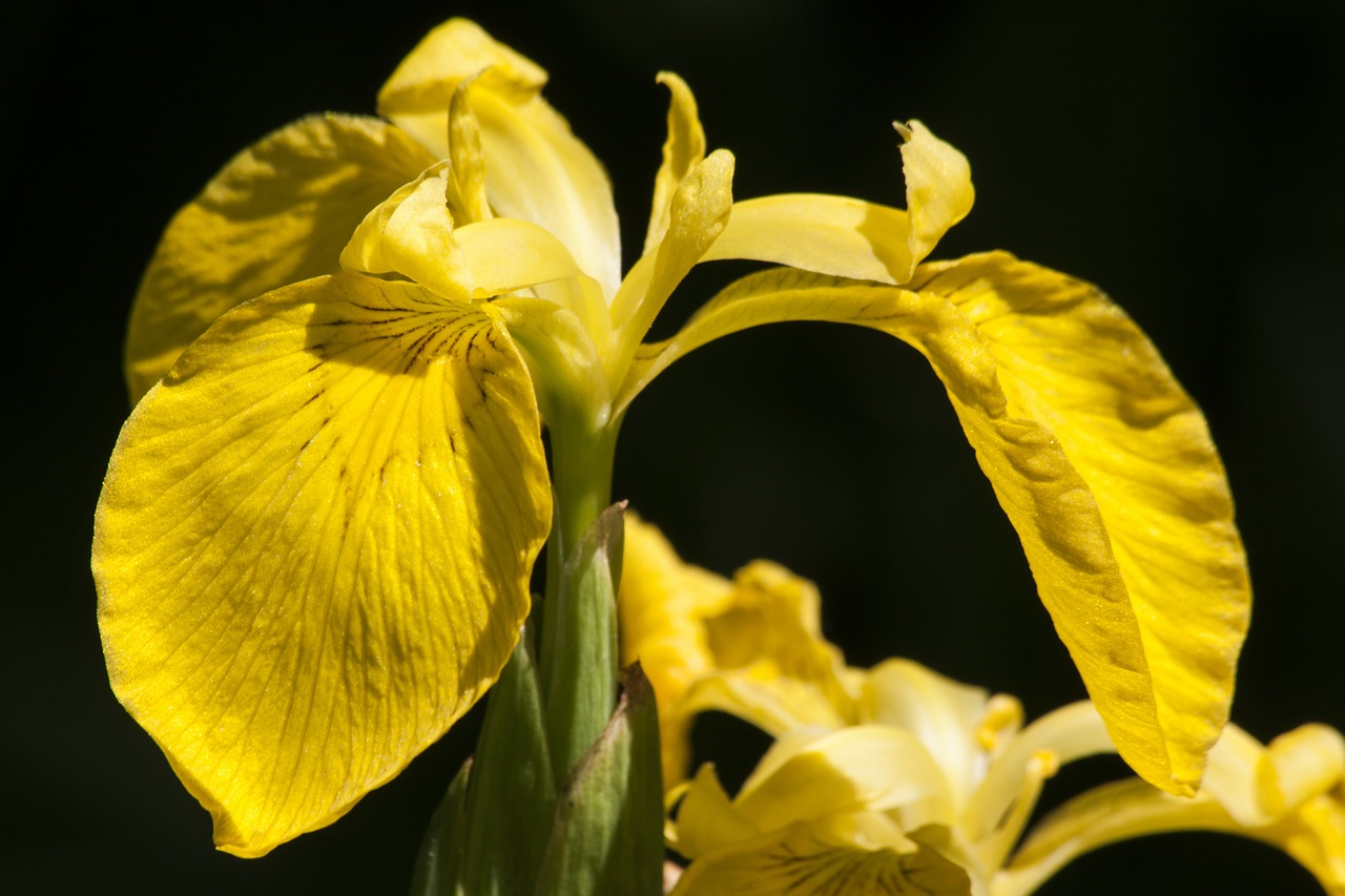 swamp iris iris pseudacorus yellow iris free photo
