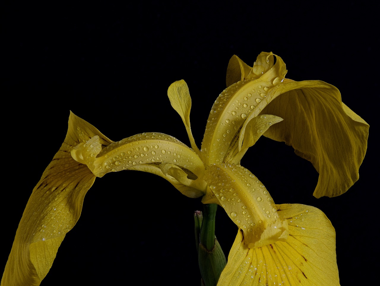 swamp iris  close up  macro free photo