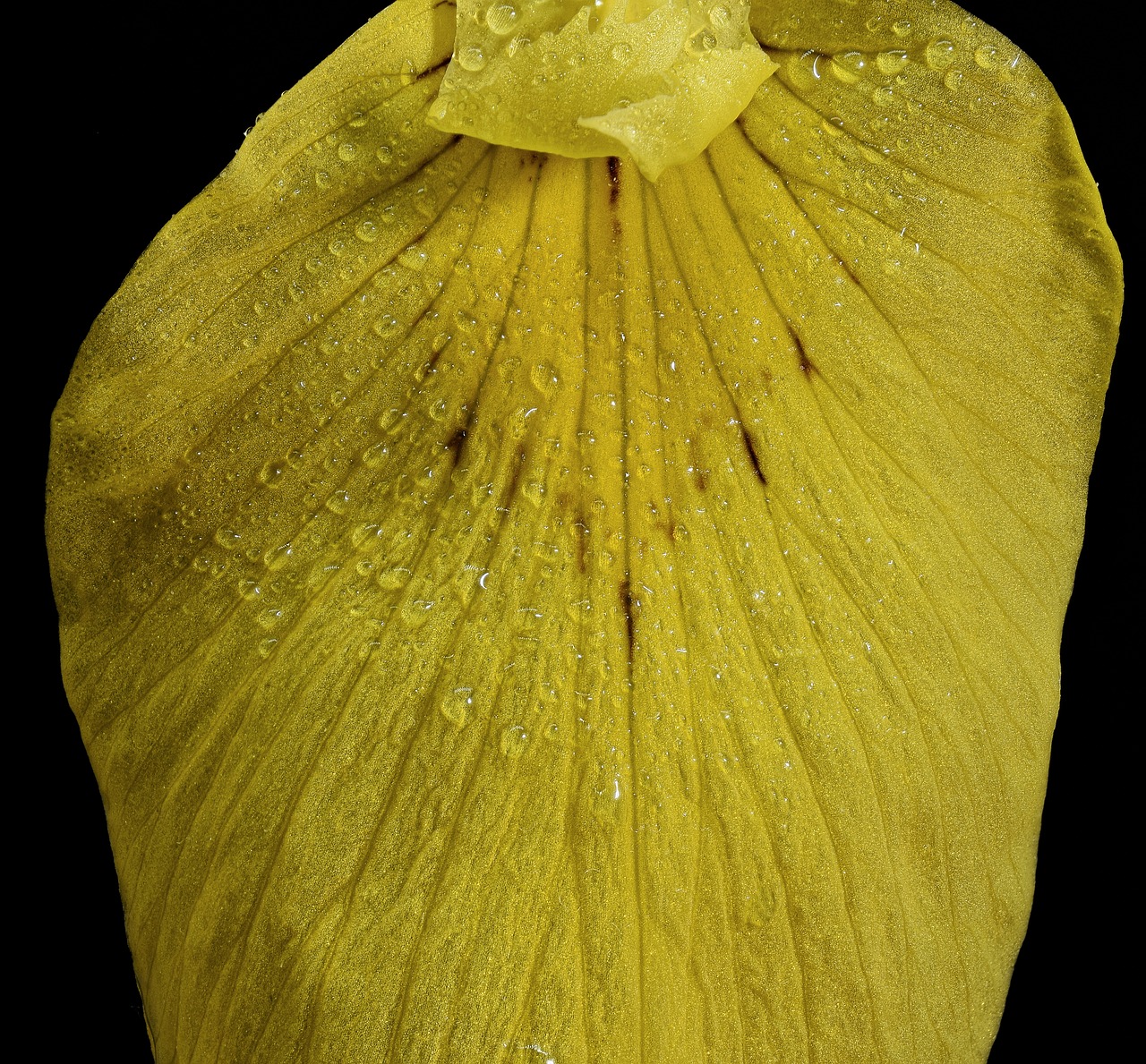 swamp iris  close up  macro free photo