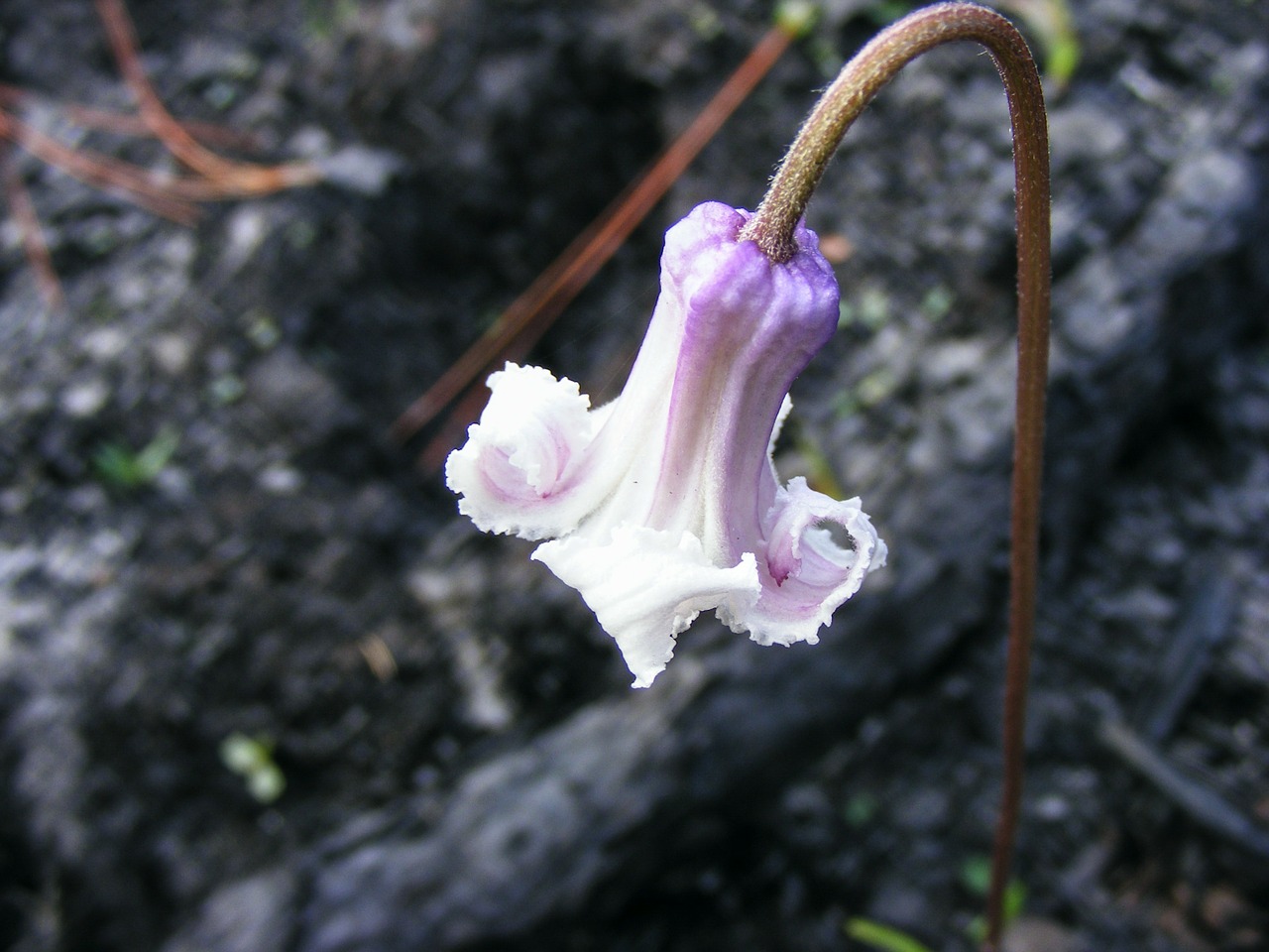 swamp leather flower clematis crispa l perennial vine free photo