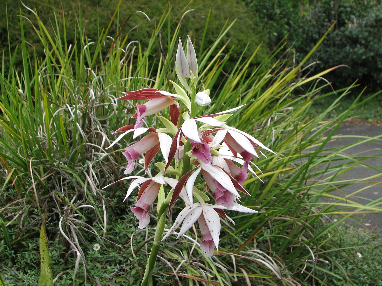 swamp lily garden plants free photo