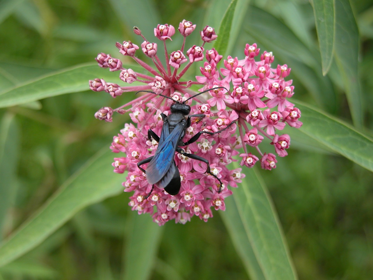 swamp milkweed blue-winged mud dauber red milkweed flower free photo