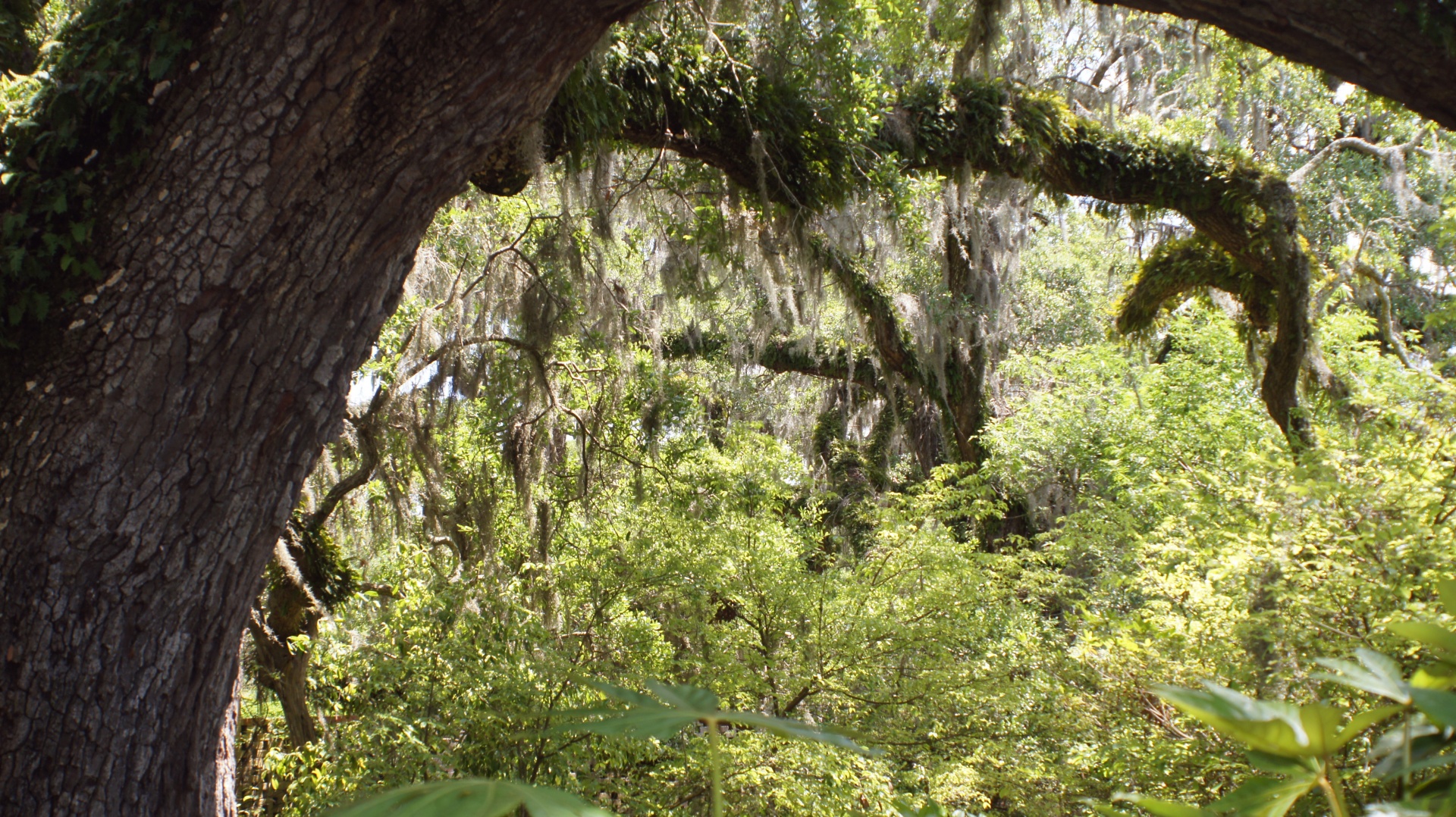 southern tree outstretched free photo