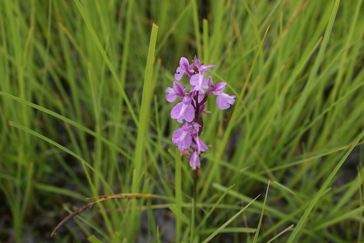 swamp orchid orchid wild orchid free photo