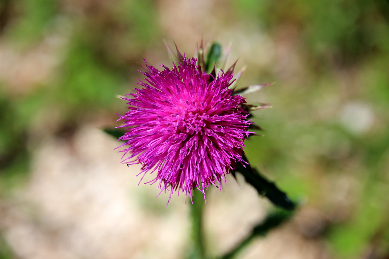swamp-scratch-thistle blossom bloom free photo