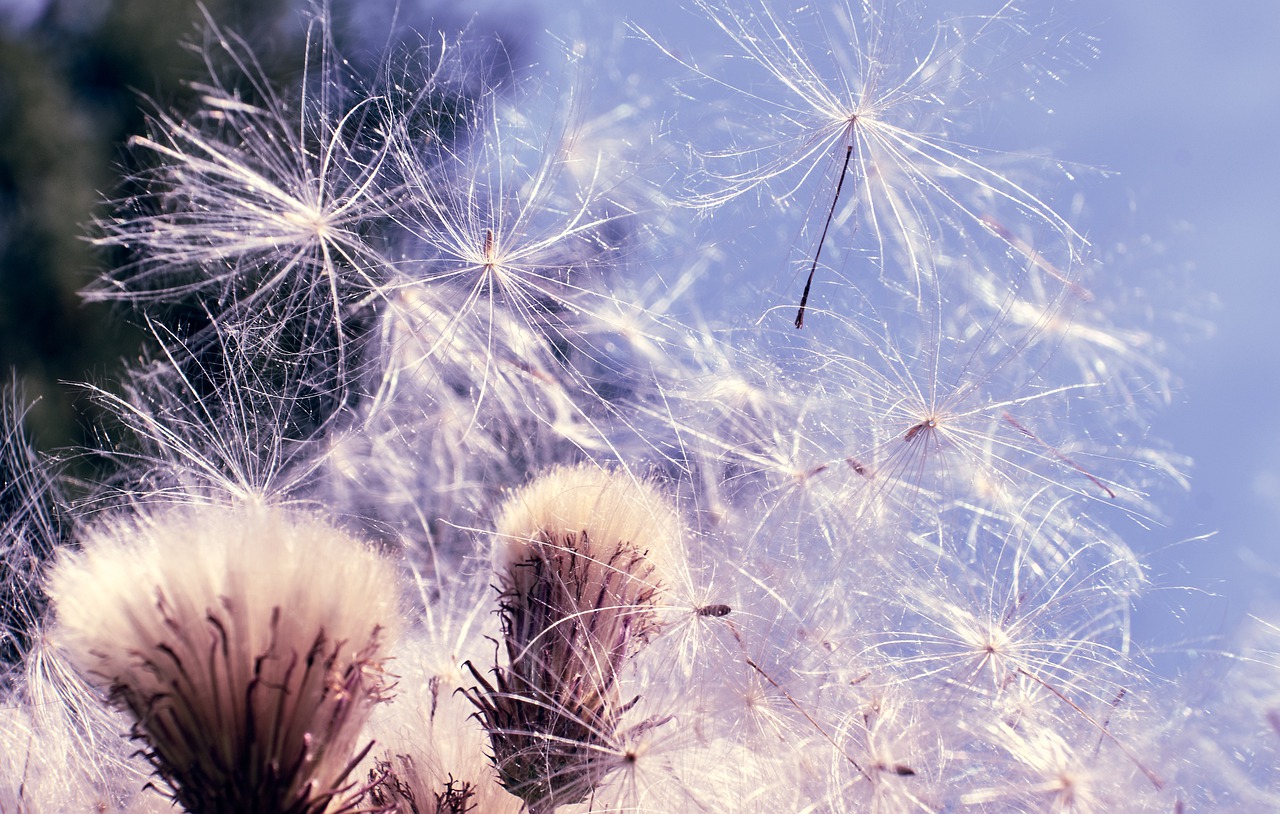 swamp scratch thistle  pollen  thistle free photo