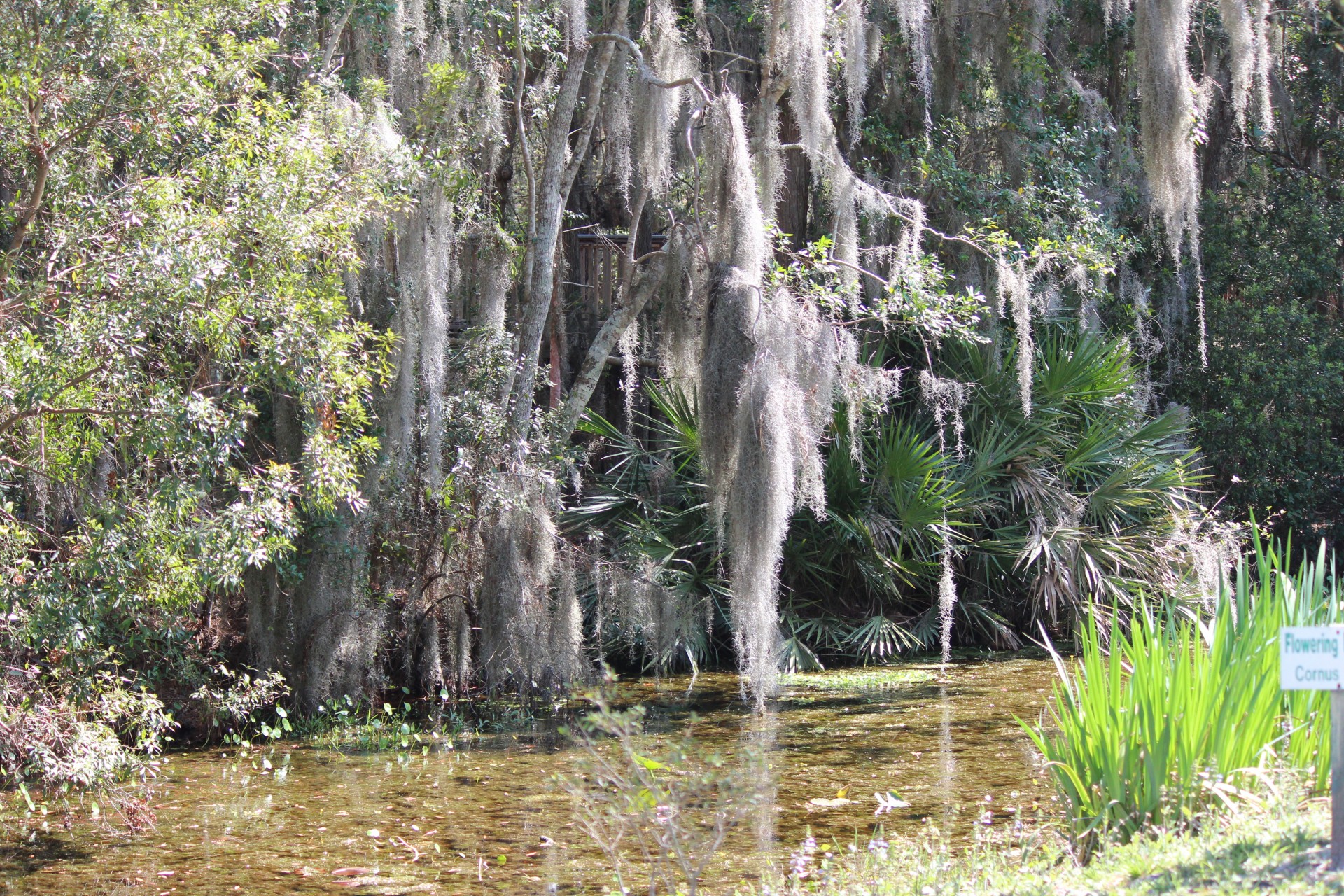 trees swamp moss free photo