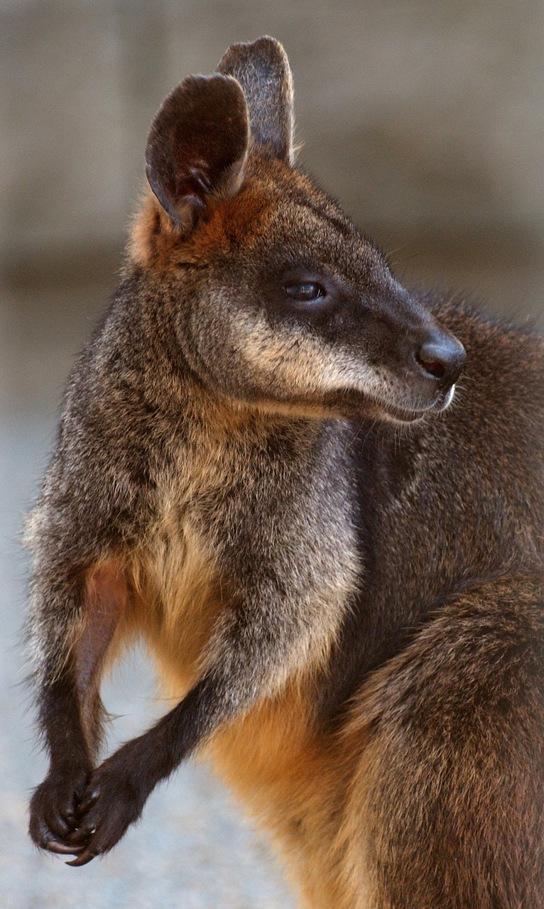swamp wallaby kangaroo standing free photo