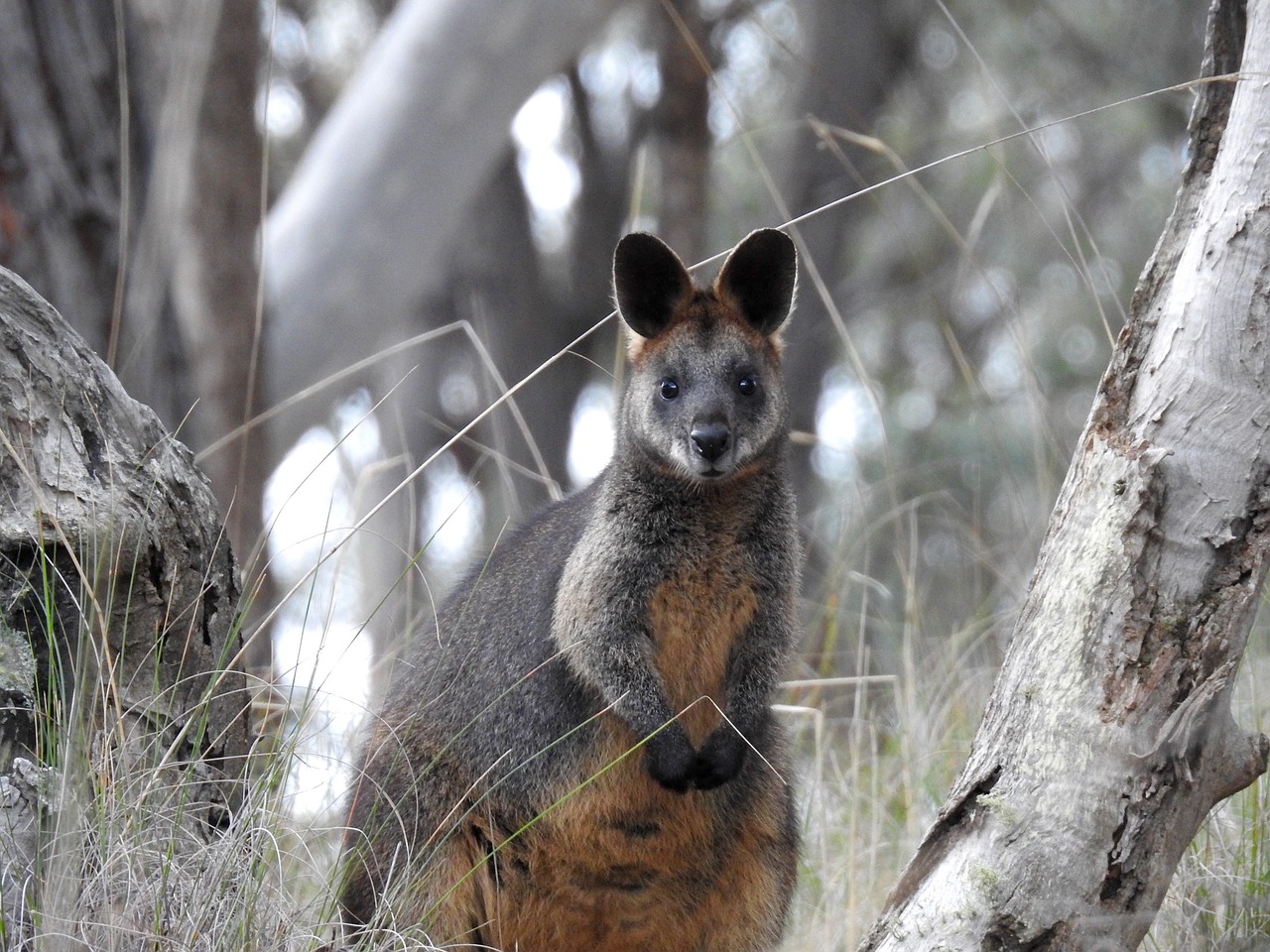 swamp wallaby kangaroo standing free photo