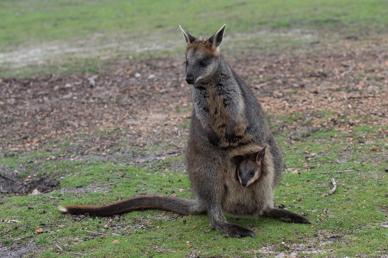 Download free photo of Swamp wallaby, joey, baby, marsupial, pouch ...