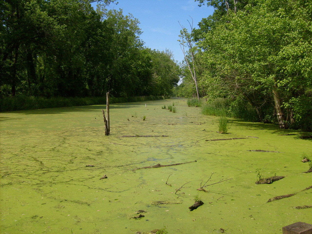 swamp water swampland free photo