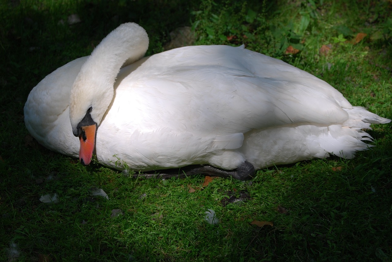swan rest nap free photo