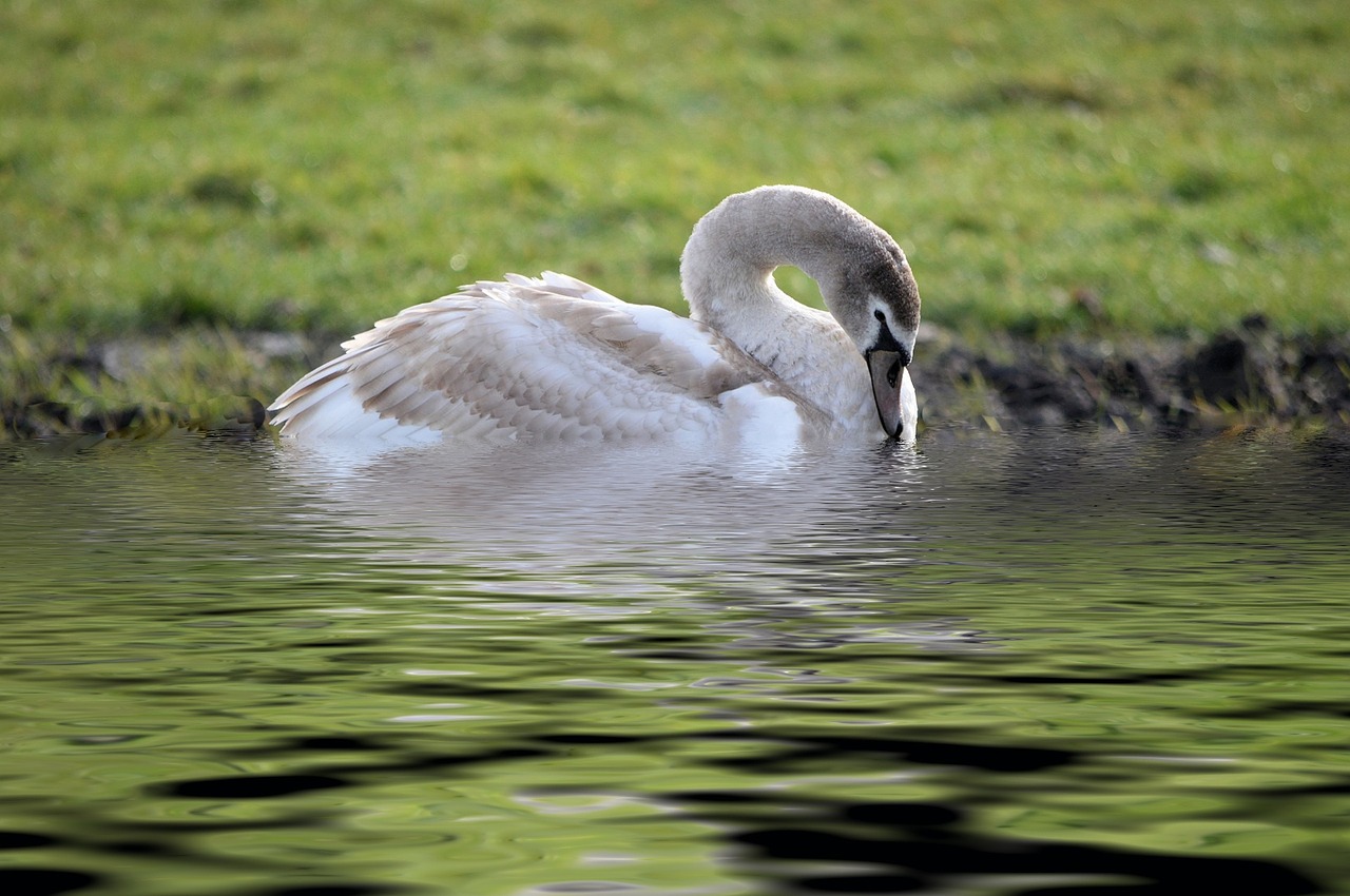 swan park pond free photo