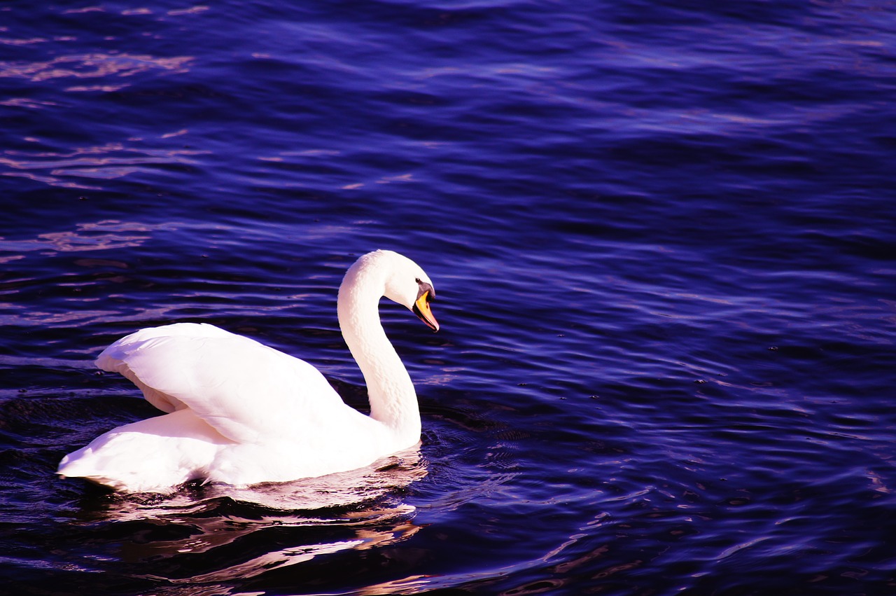 swan water blue free photo
