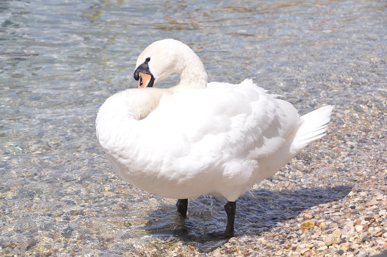 swan white bird free photo