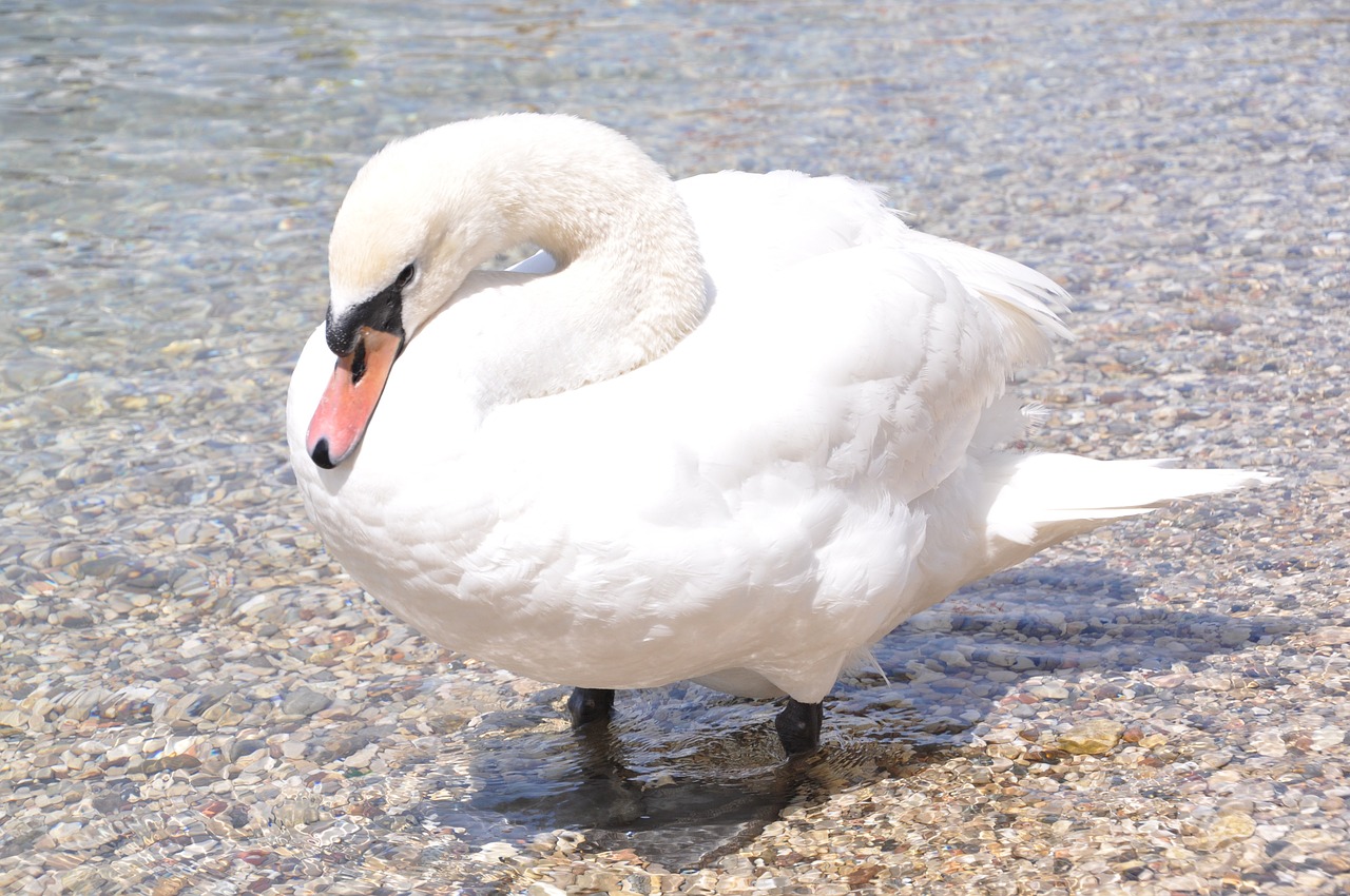 swan white bird free photo