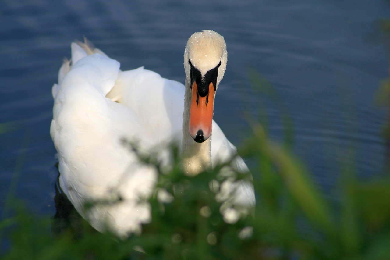 swan dewdrop water free photo