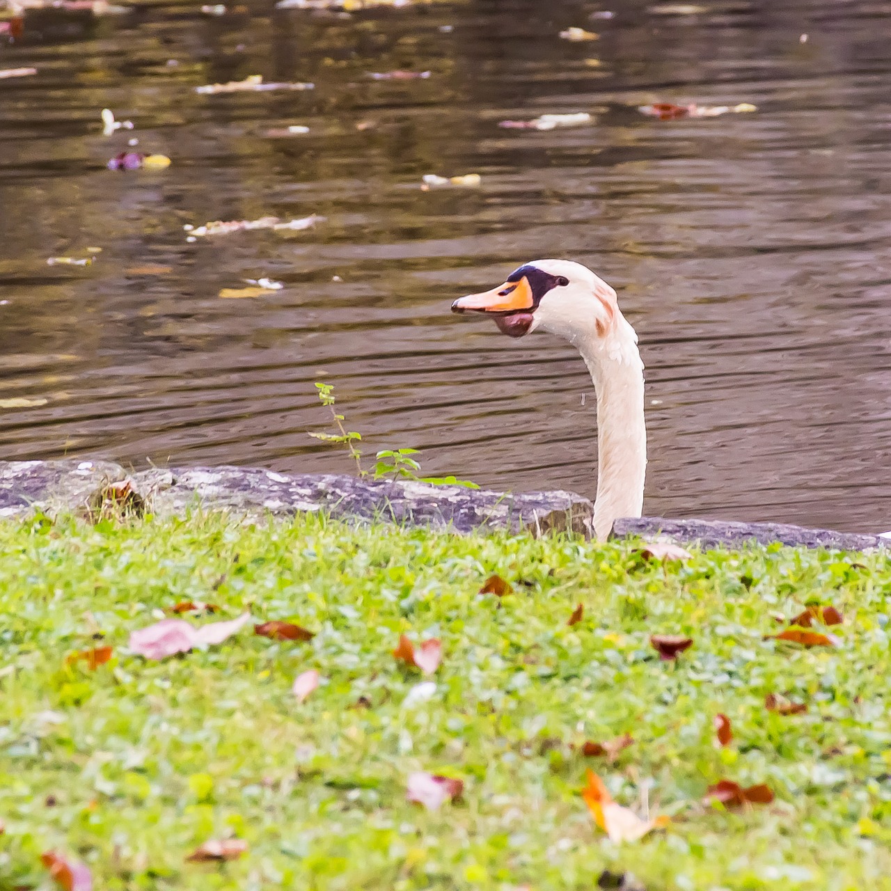 swan view bird free photo