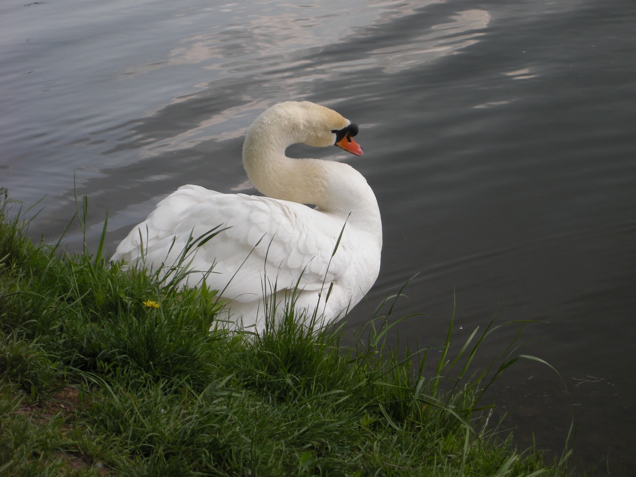 swan white bird lake free photo