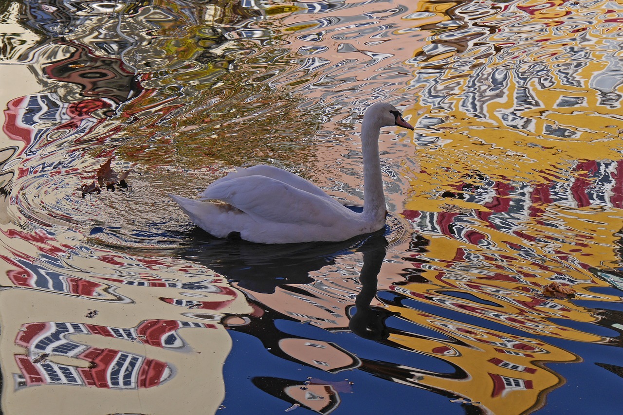 swan water mirroring free photo