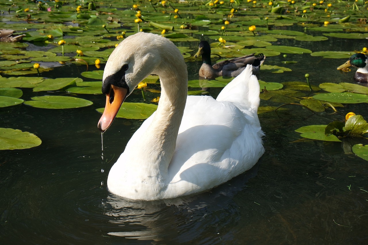 swan swimming water free photo