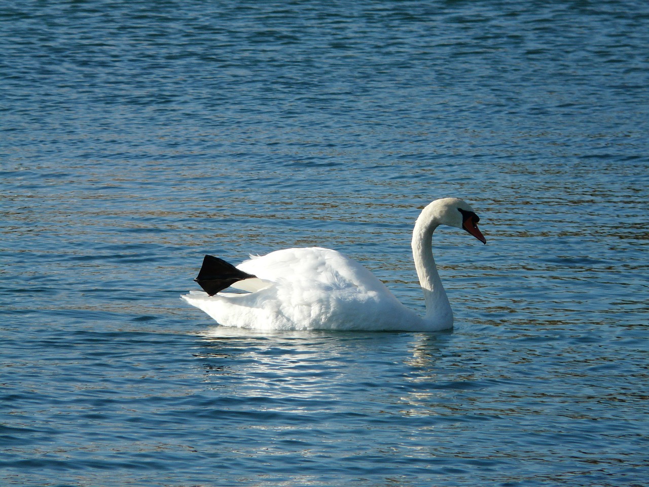swan animal fauna free photo