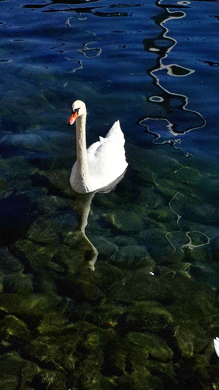 swan lake lucerne free photo