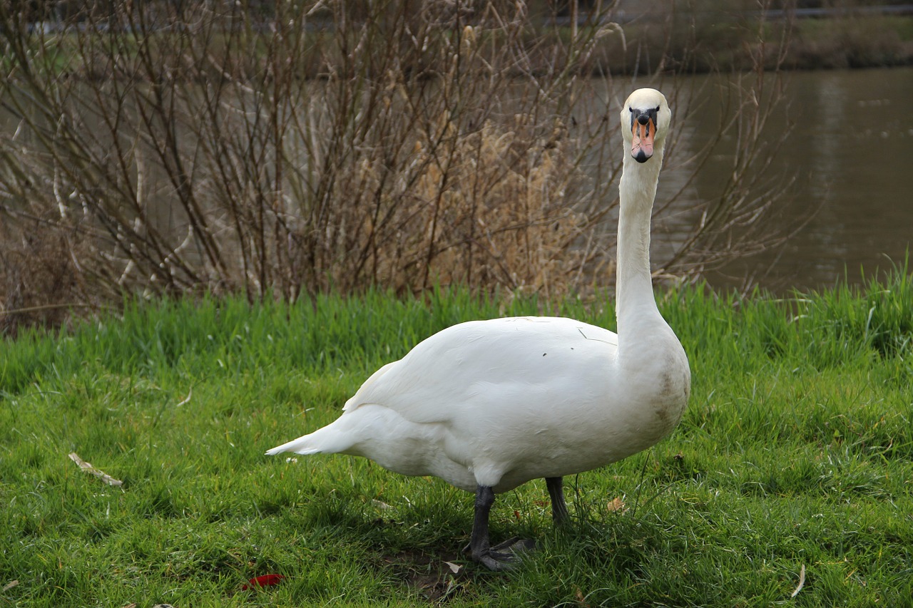 swan bird plumage free photo