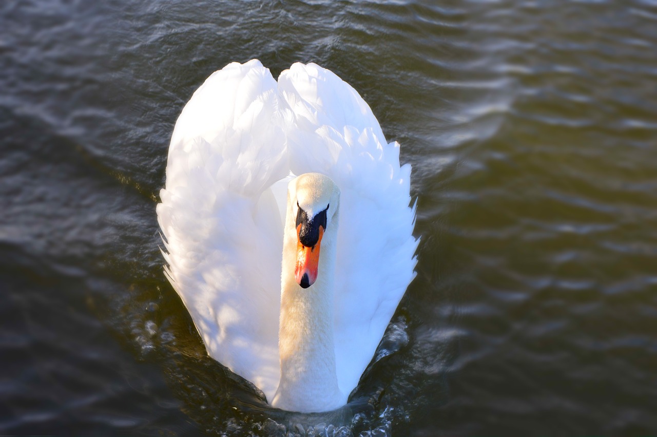 swan lake nature free photo