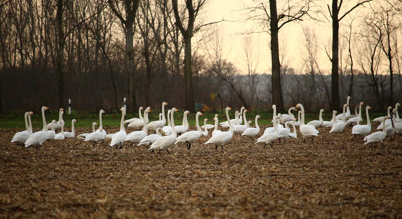 swan swans field free photo