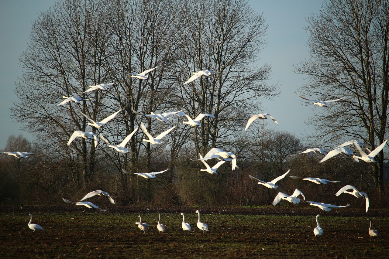 swan whooper swan flock of birds free photo