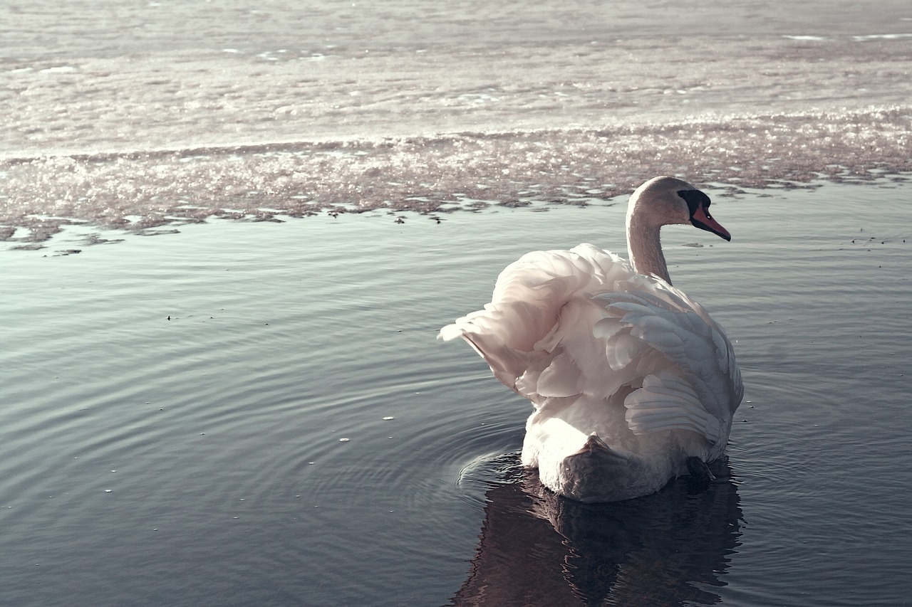 swan lake swans free photo