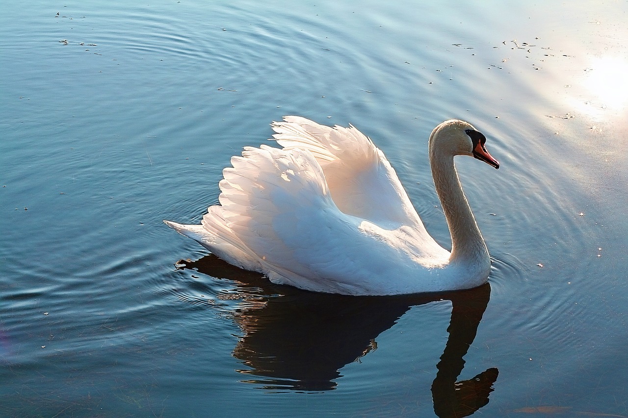 swan lake swans free photo