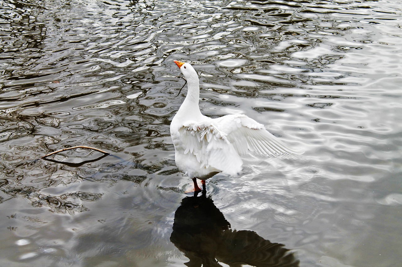 swan bird animal free photo