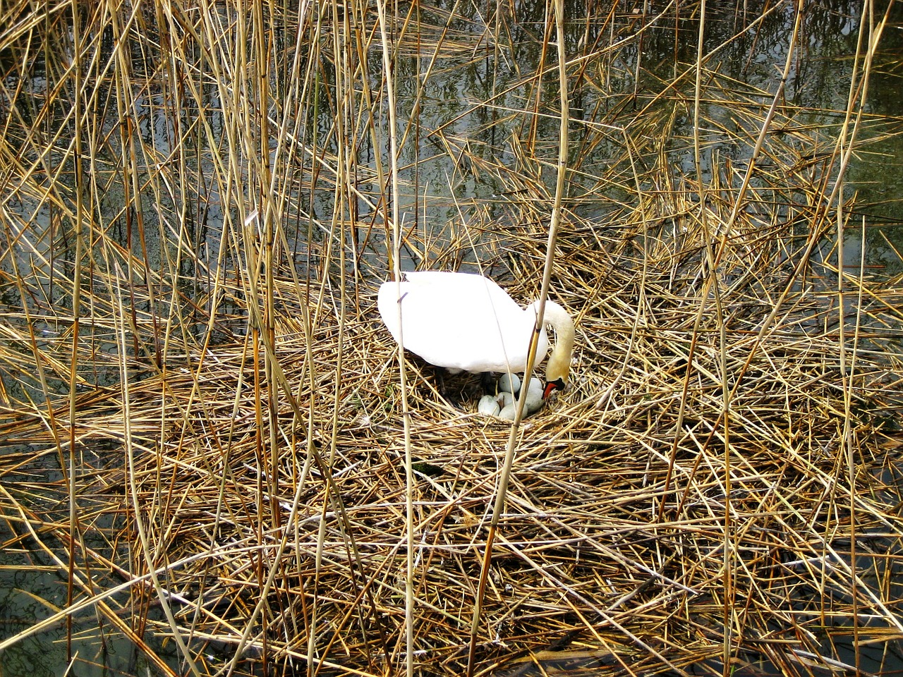 swan breed lake constance free photo