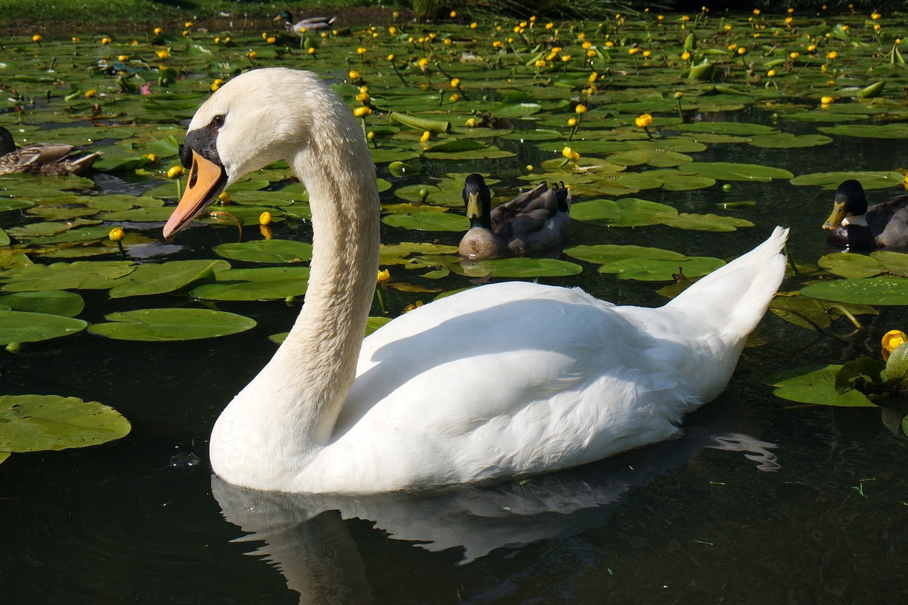 swan swimming water free photo