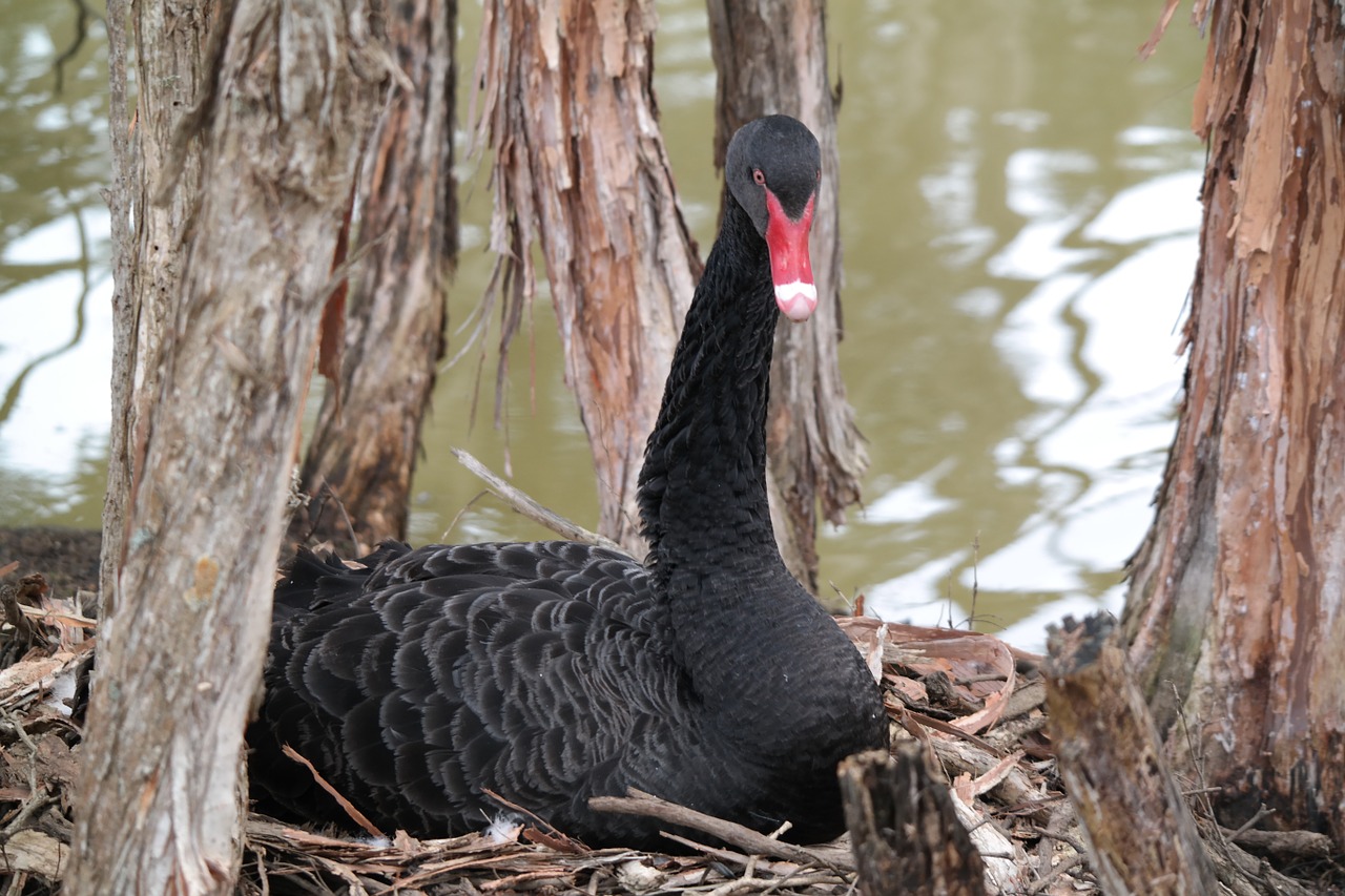 swan nature nesting free photo