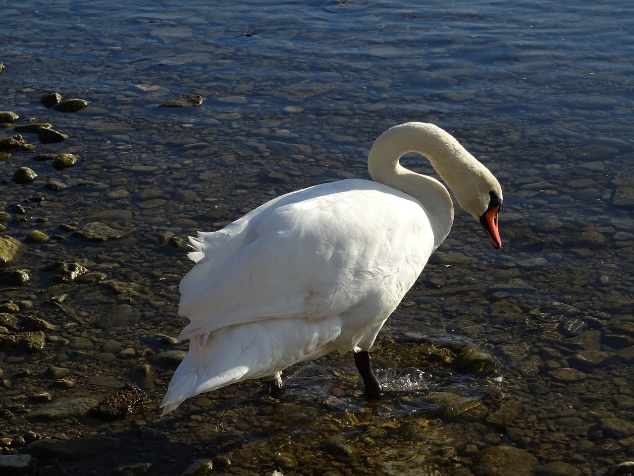 swan water nature free photo