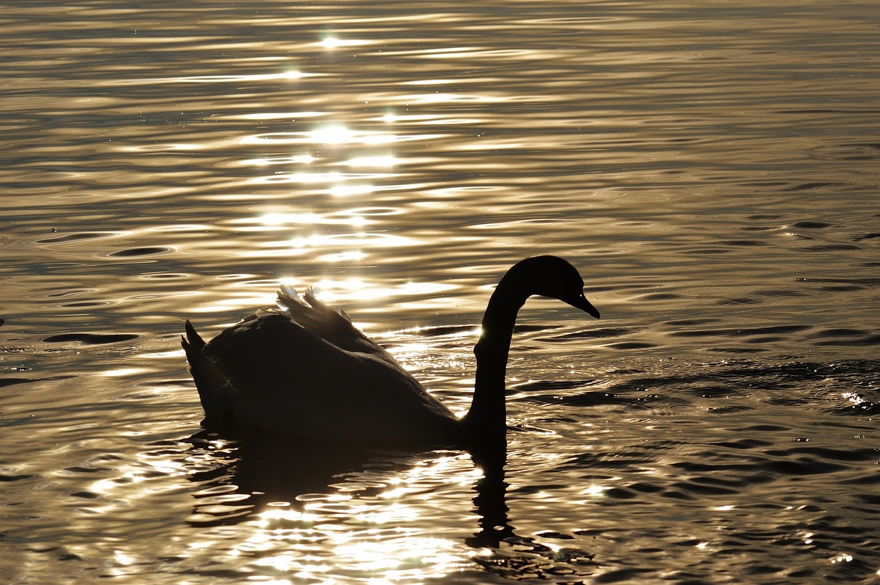 swan water silhouette free photo