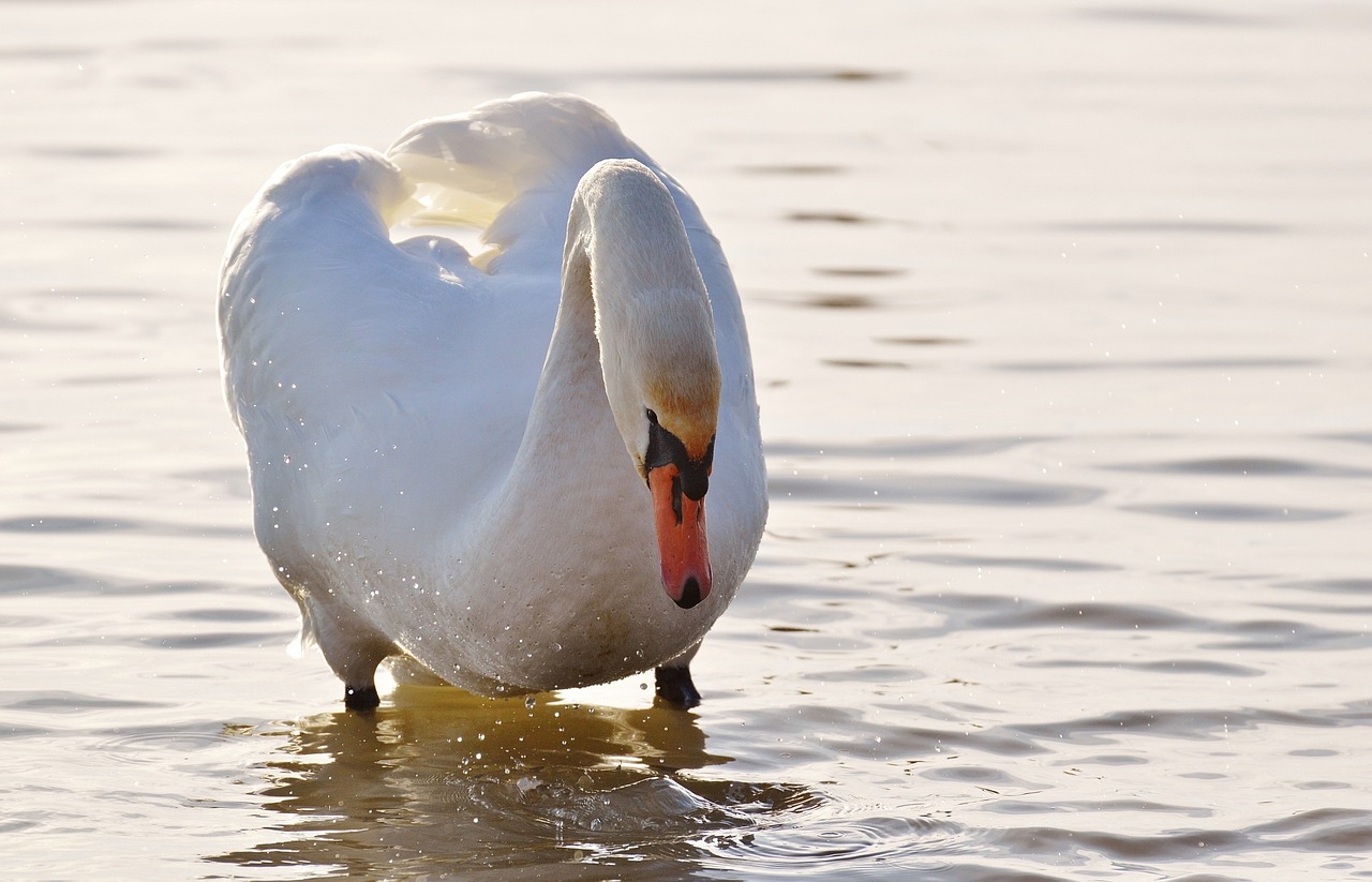 swan water lake constance free photo