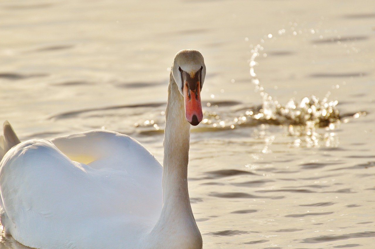 swan water lake constance free photo