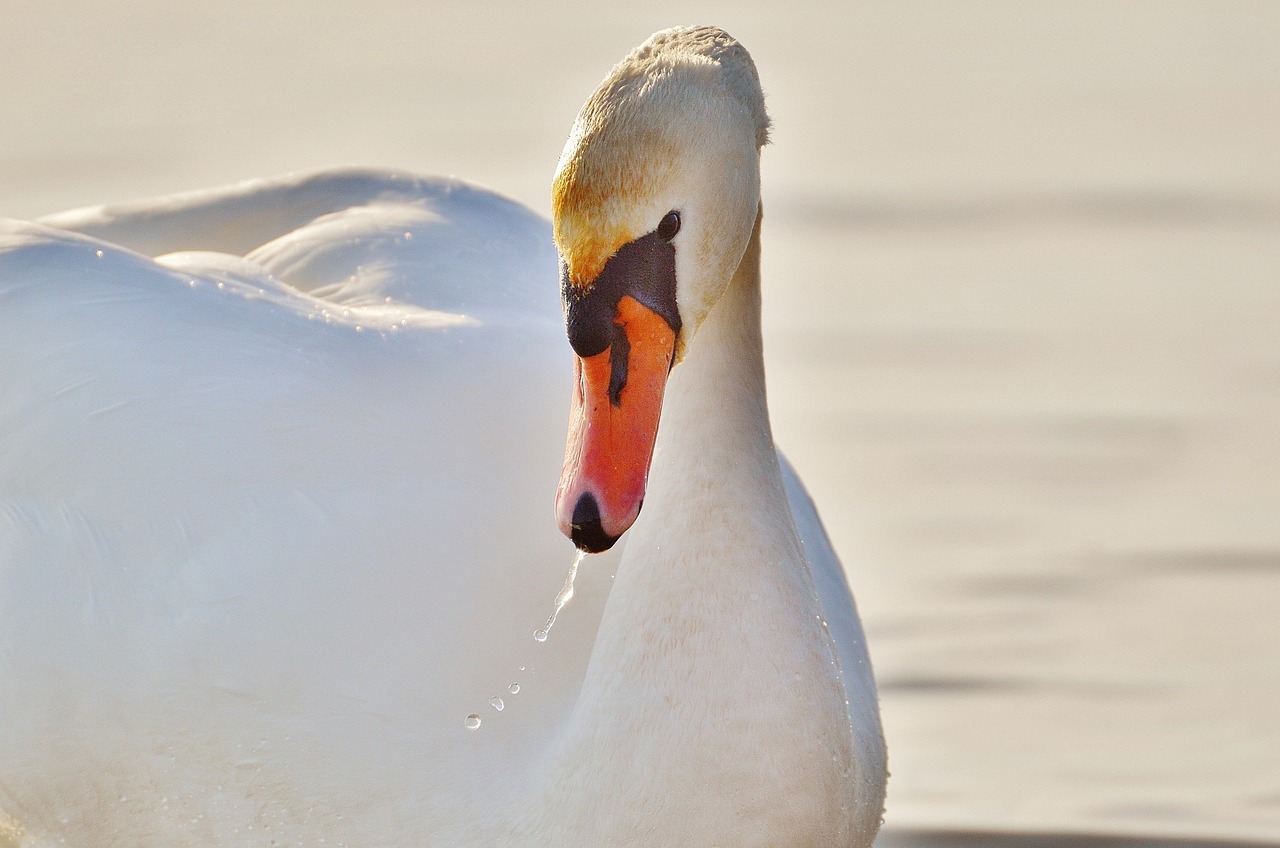 swan water lake constance free photo