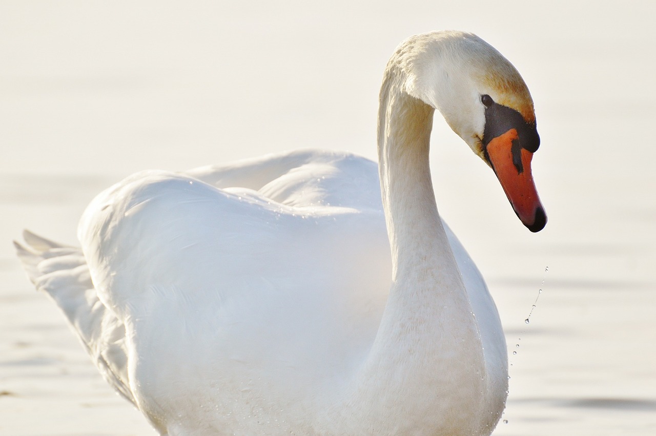 swan water lake constance free photo